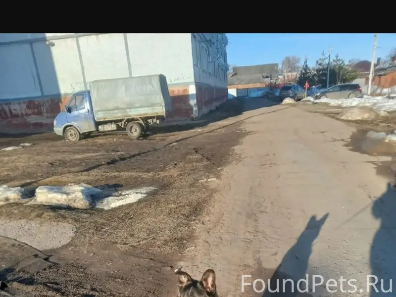 Пропал Малыш, район ул. Кирова