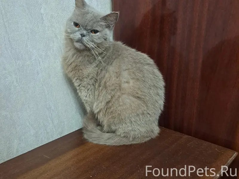 Пропала шотландская кошка Лора, район Марьино
