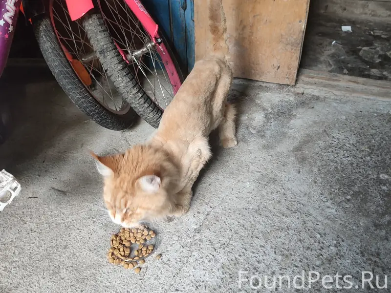 Найден кот, место не указано