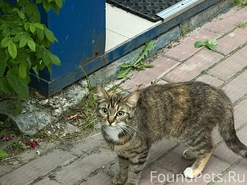Найдена кошка, ул. Ломоносова