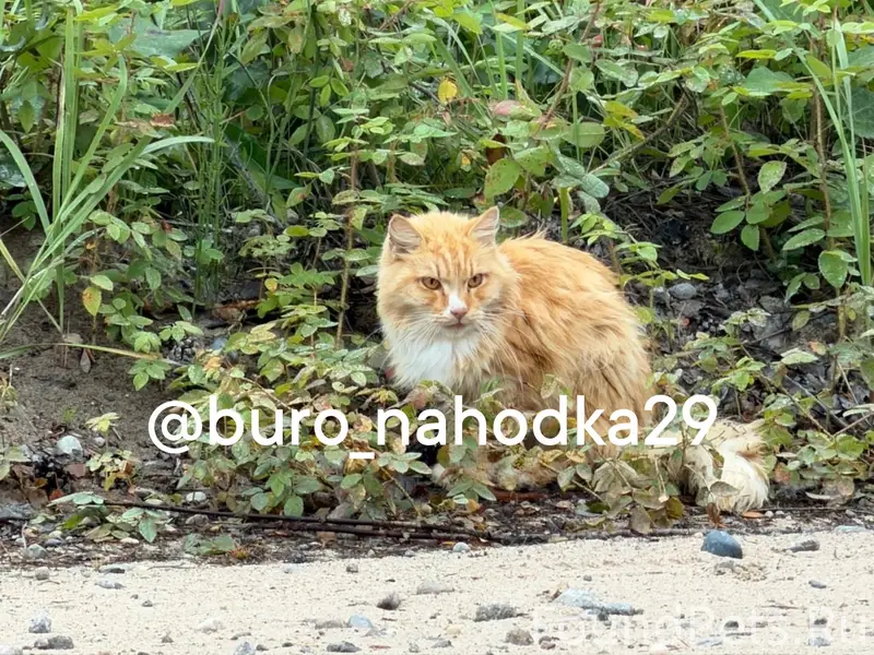 Найден кот, Зелёный бор