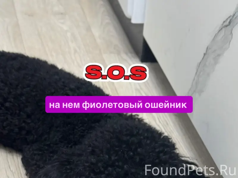 Пропал той пудель 