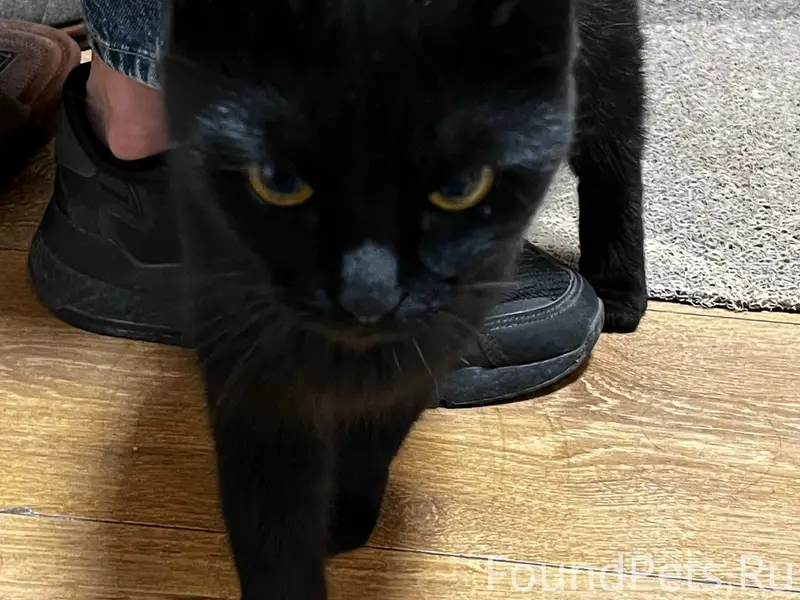 Найдена кошка, мкр. Восточный