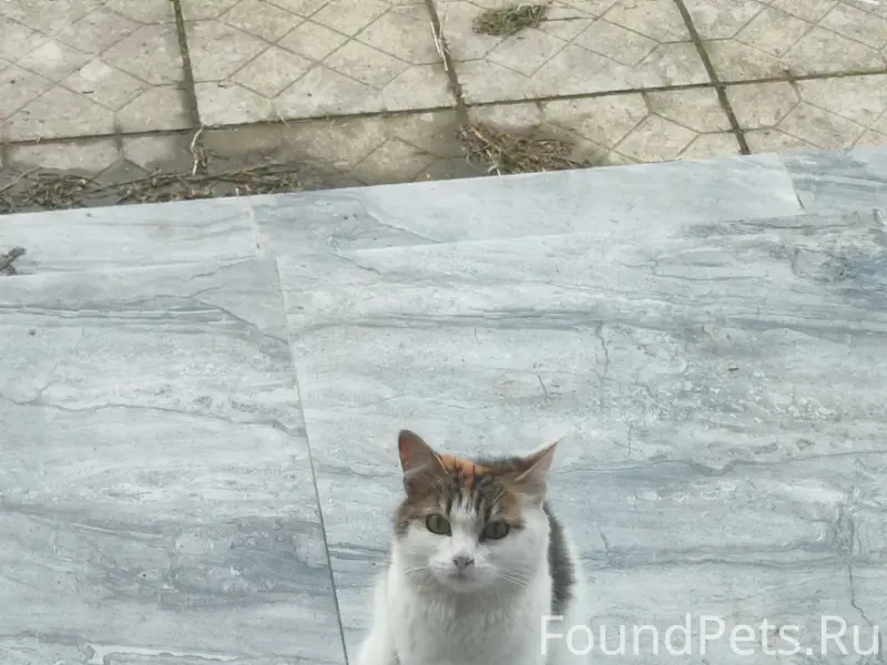 Найдена трехцветная кошка, г. Бузулук