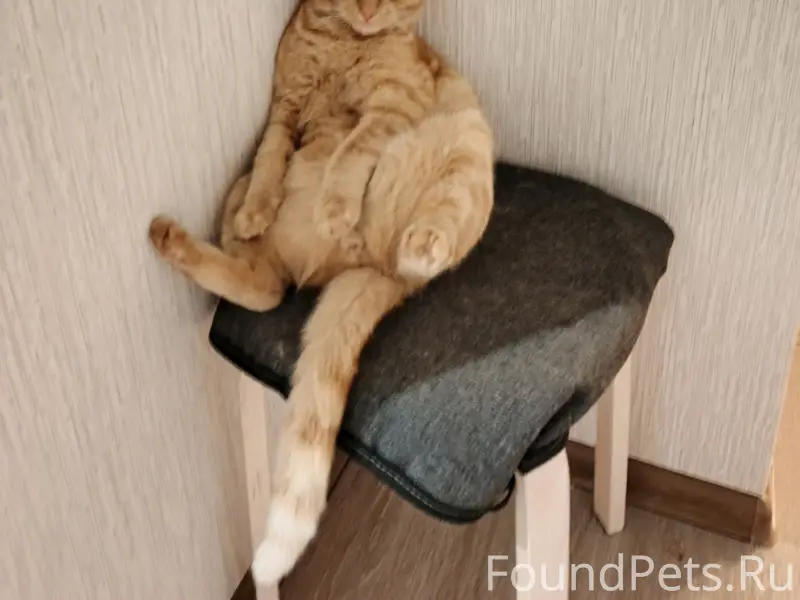 Пропал рыжий кот, Ворошилова