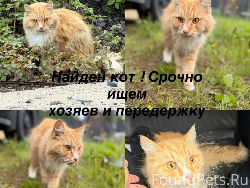 Найден рыжий кот, лес перед ЖД переездом