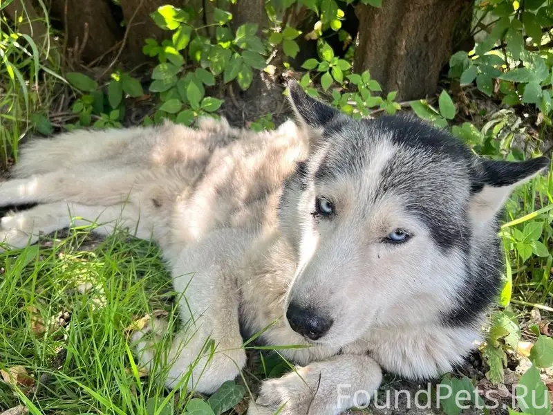 Найден хаски, Раменское, Кратово