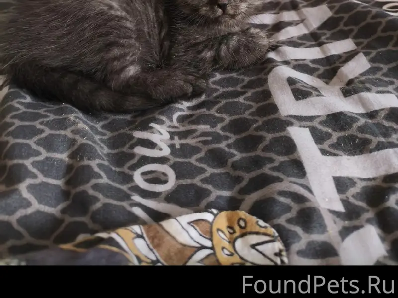 Пропал котёнок, место не указано