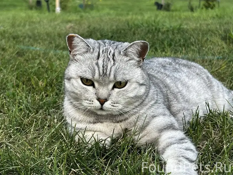 Найдена кошка Буся, Усадьба