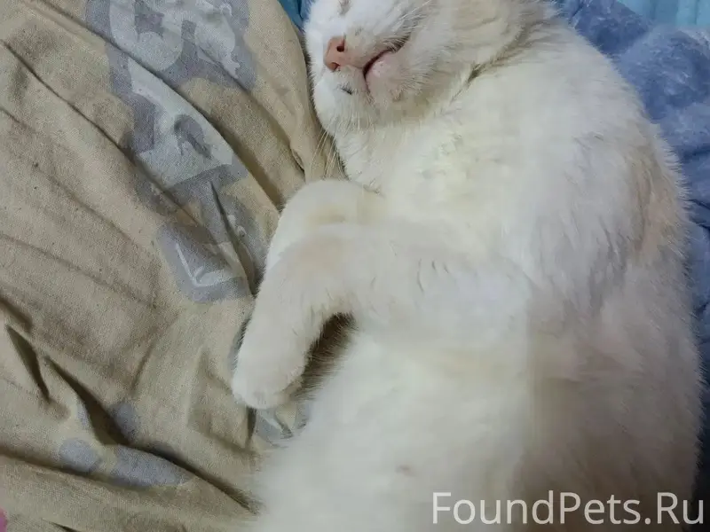 Пропал кот Серёжа