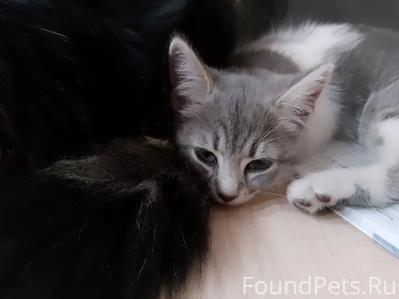 Пропала кошка Мила, улица Шумилова