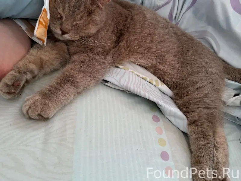 Пропал кот Моджо, район дач СОНТ Мечта 2