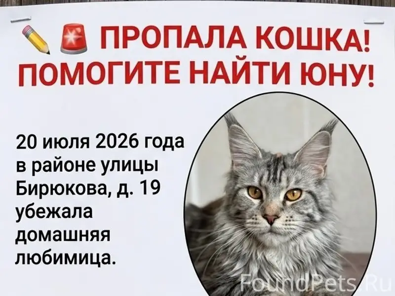 Пропала Мейн-кун Юна, улица Бирюкова