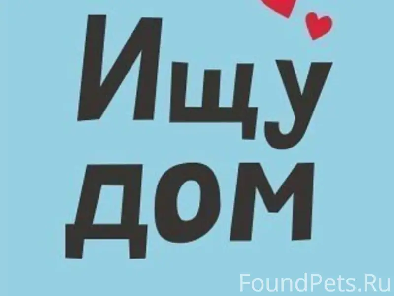 Найден пёс Алмаз, Тосненский район