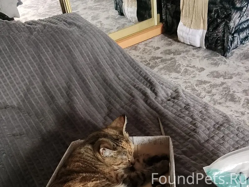 Пропала кошка,