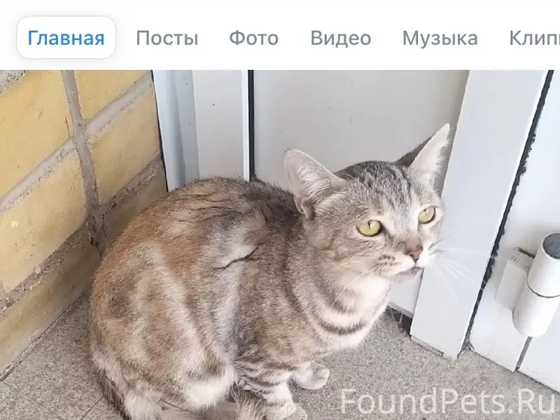 Пропала кошка Кусачка, район Лазурной
