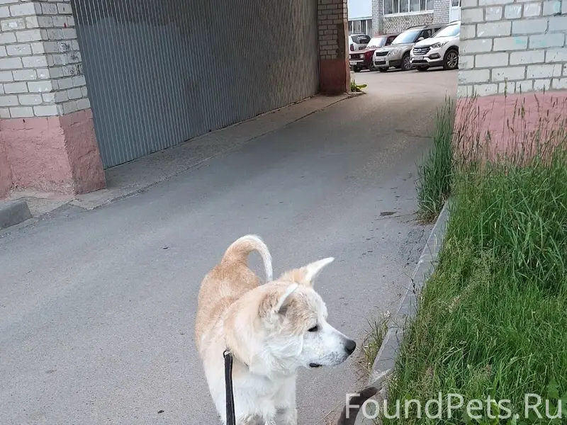Пропал кот Томас, район айсберга в Боровске