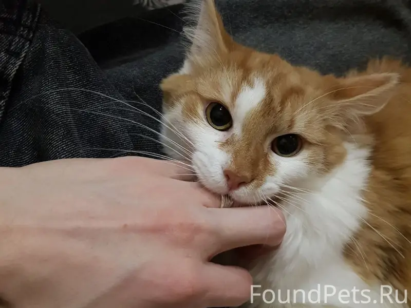 Пропал рыжий кот Артас, Дедовск