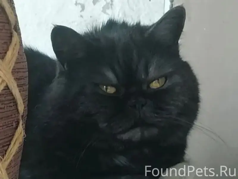 Потерялся кот Семка