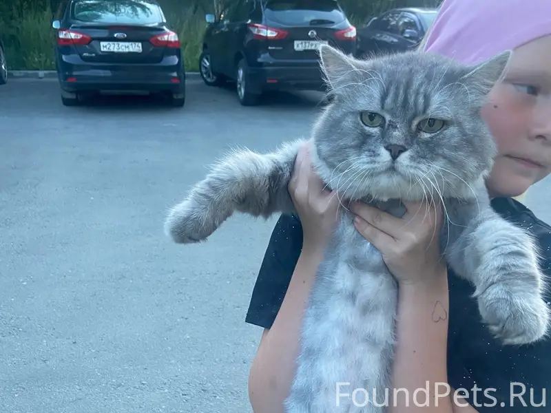 Найден кот, ЧТЗ, Челябинск