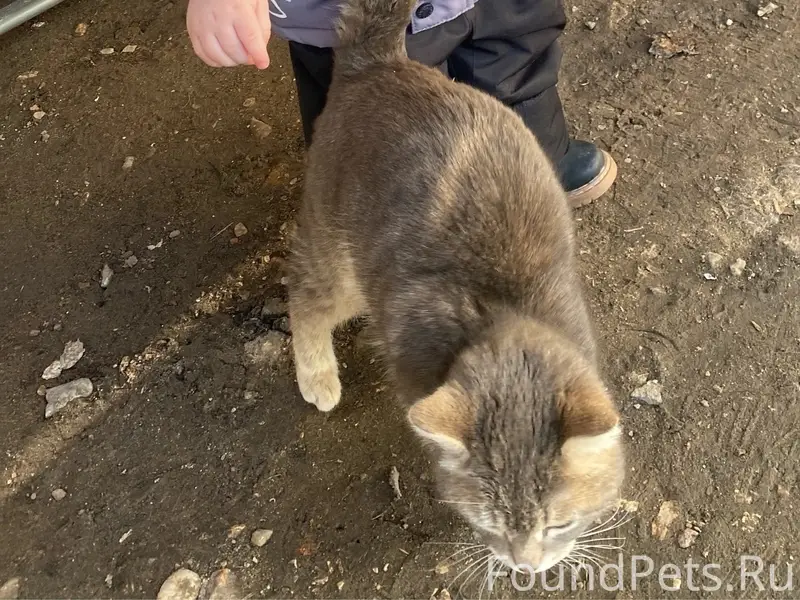 Пропал кот Стёпа, район щапёнок
