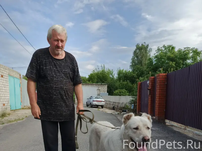 Найдена собака алабай, Силикатный завод