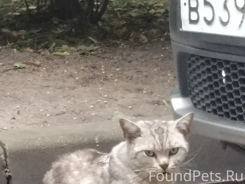 Найден кот/ кошка