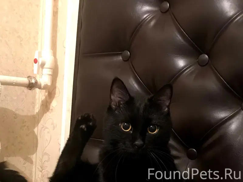 Пропал чёрный кот, район старое Котово