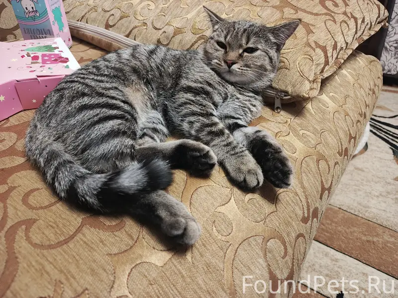 Пропала кошка Ася