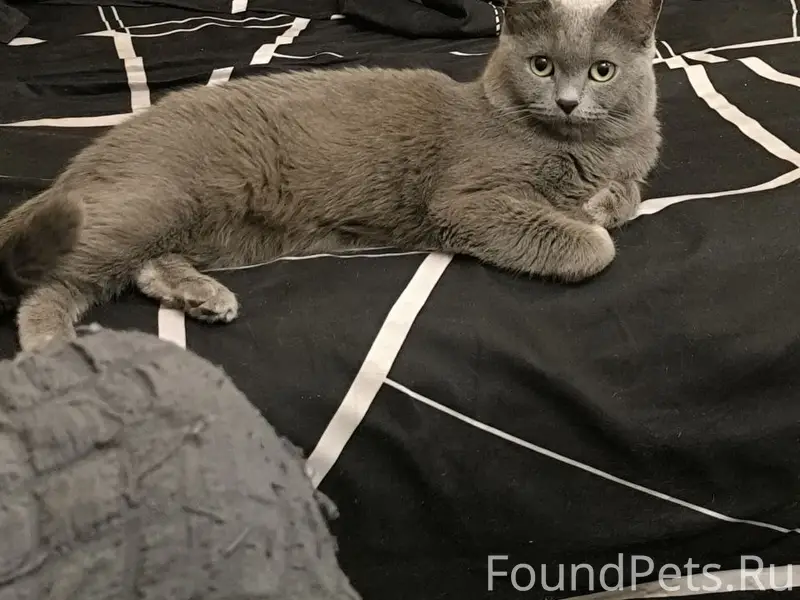 Пропал кот