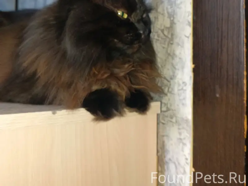 Пропал чёрный кот Малыш, район Карла Маркса
