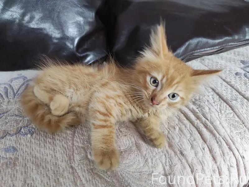 Найден котёнок, центр