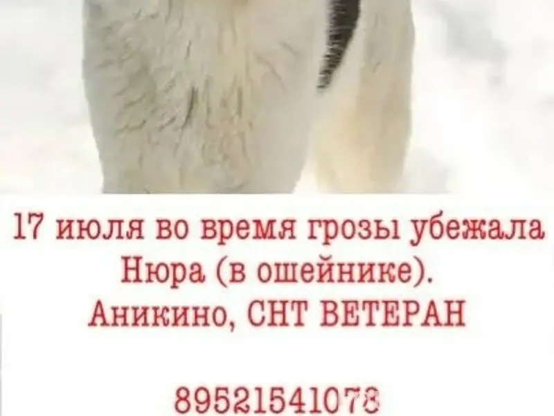 Пропала собака Нюра, Аникино