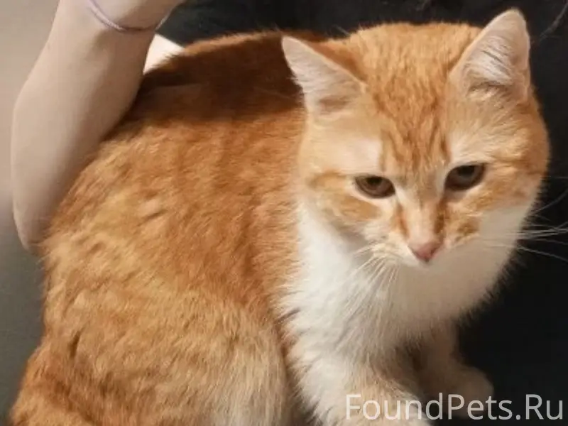 Пропал кот, Колышлей