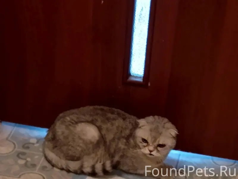 Найдена кошка, ул. Чоппа