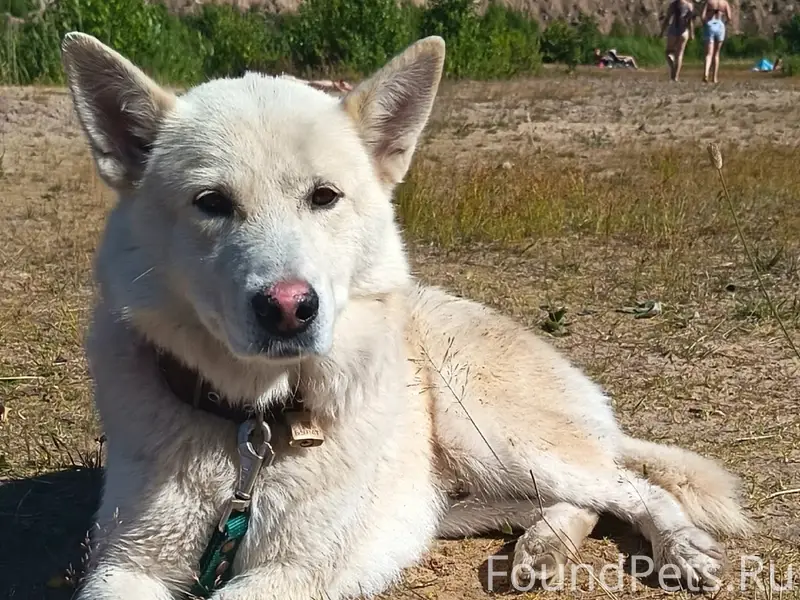 Пропал пёс Тучка, Выборг