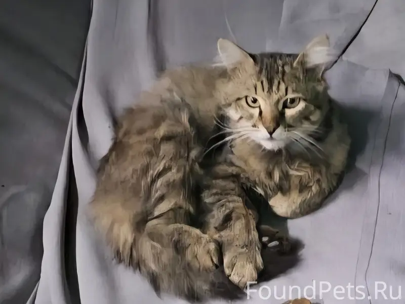 Пропал кот Тимоха, Выборгская, Ладожская, Невская