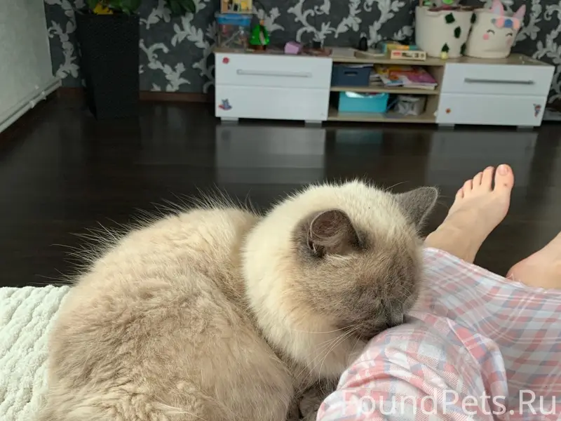 Пропала кошка, Увал