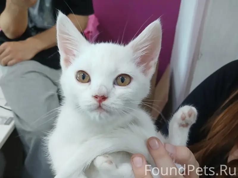 Найдена белая кошка, ищем хозяина