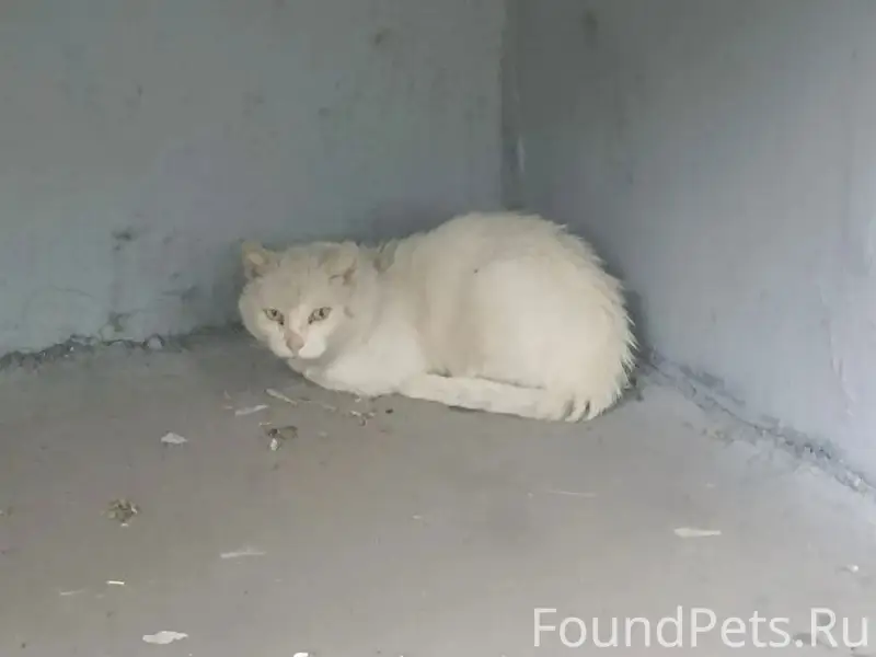 Найдена белая кошка с поврежденной лапой, Химмаш