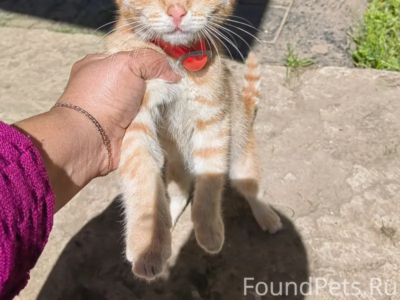 Пропал рыжий котёнок в розовом ошейнике, п. Остров