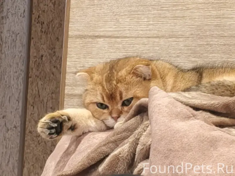 Пропал кот