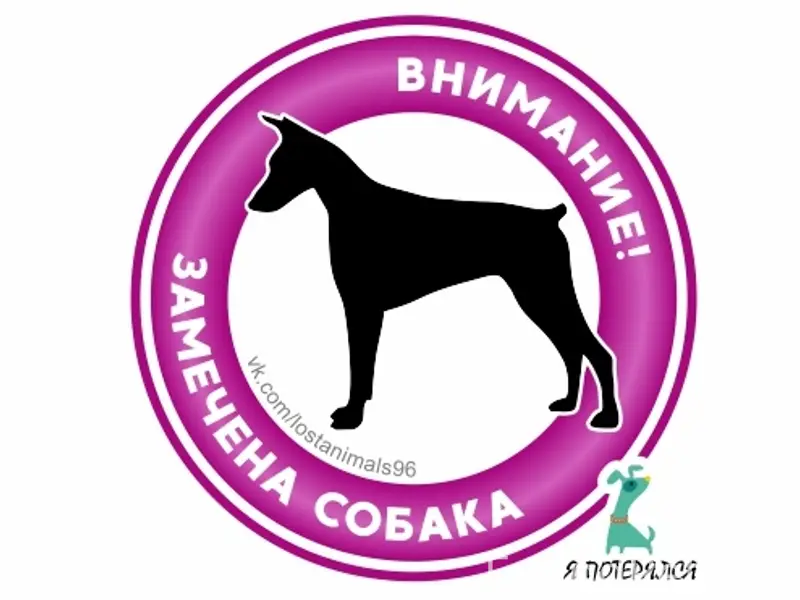 Пропала маленькая коричневая собака, той терьер, Екатеринбург