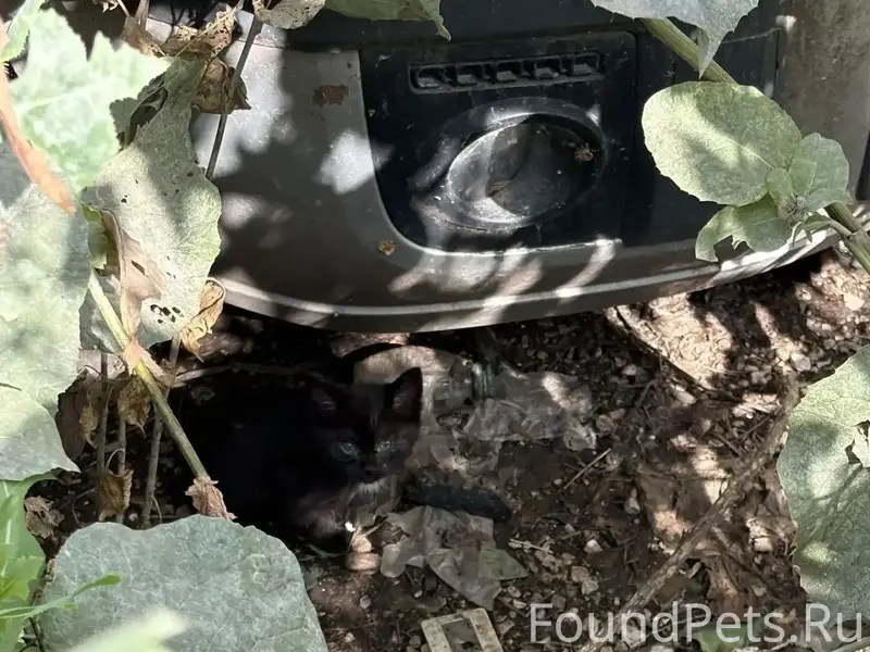 Найдена кошка, похожа на Мейкуна, Самара