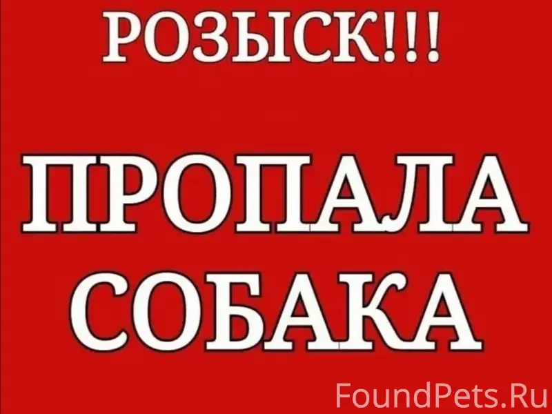 Пропал кобель, есть бирка на ухе