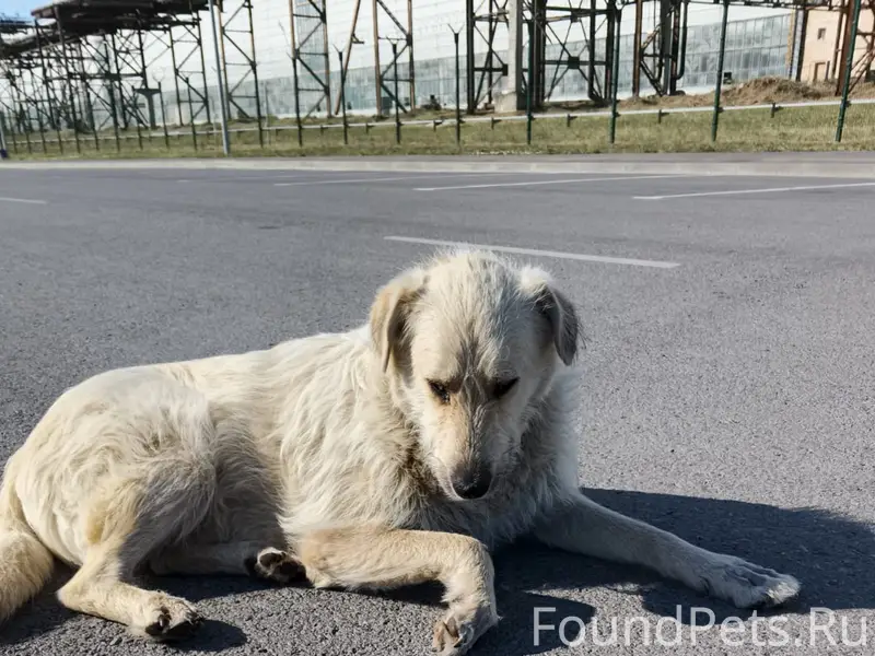 Пропал большой белый пёс Хан, Жуковское шоссе