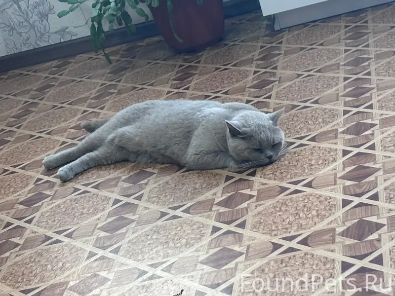 Пропала кошка, ул. Островная