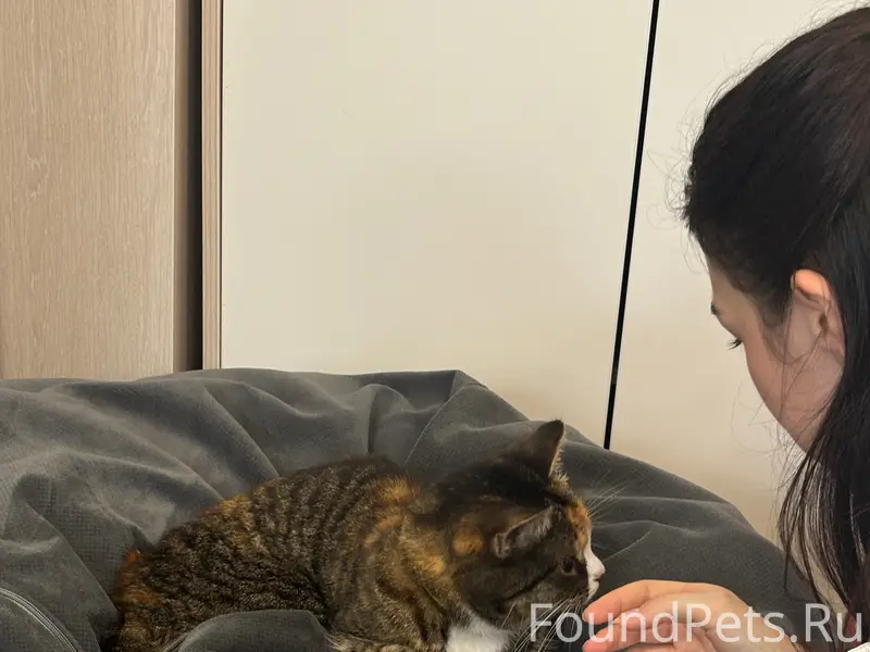 Найдена кошка, без клички