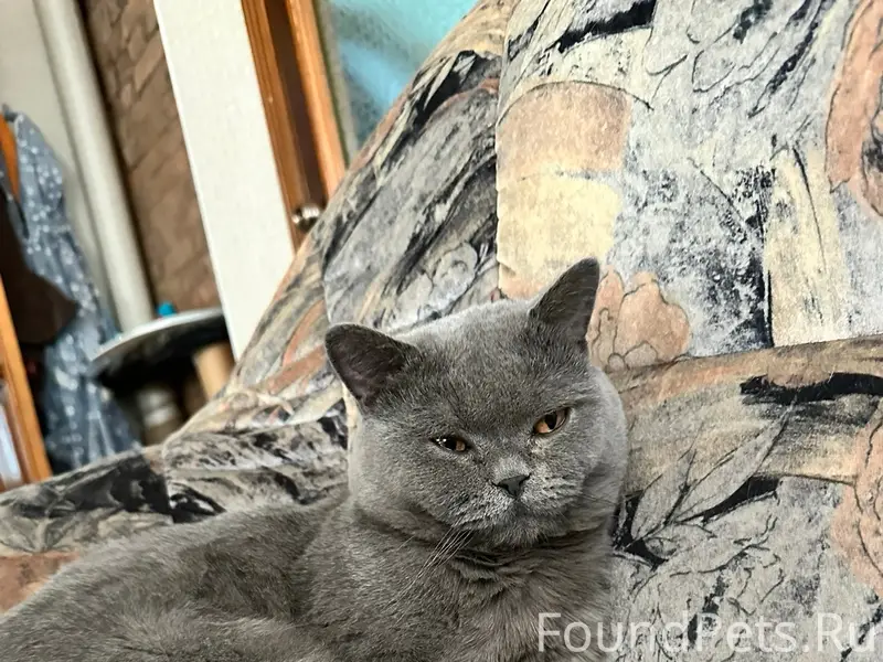 Пропал кот Гато