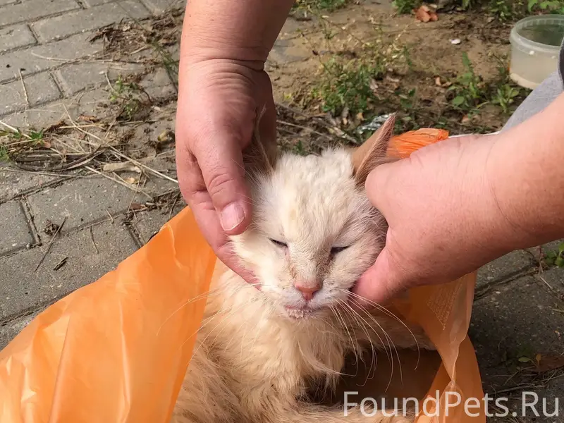 Найден кот, Балакирева